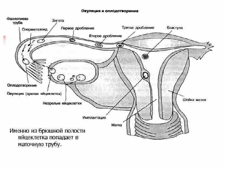 Яйцеклетка в брюшную полость. Яйцеклетка в брюшную полость