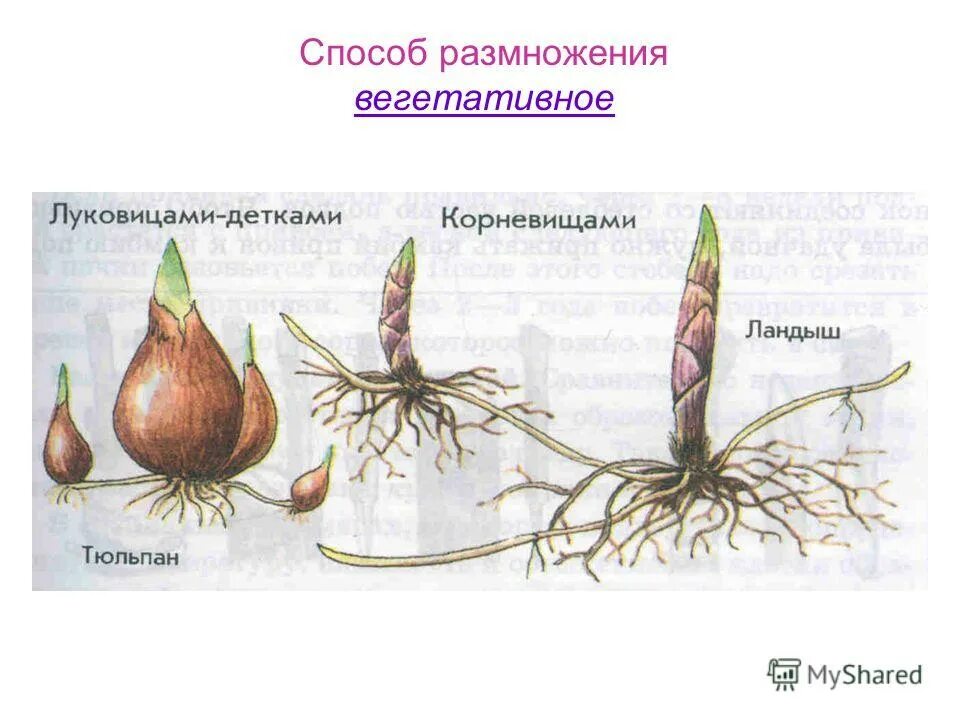 стробиляция бесполое размножение.