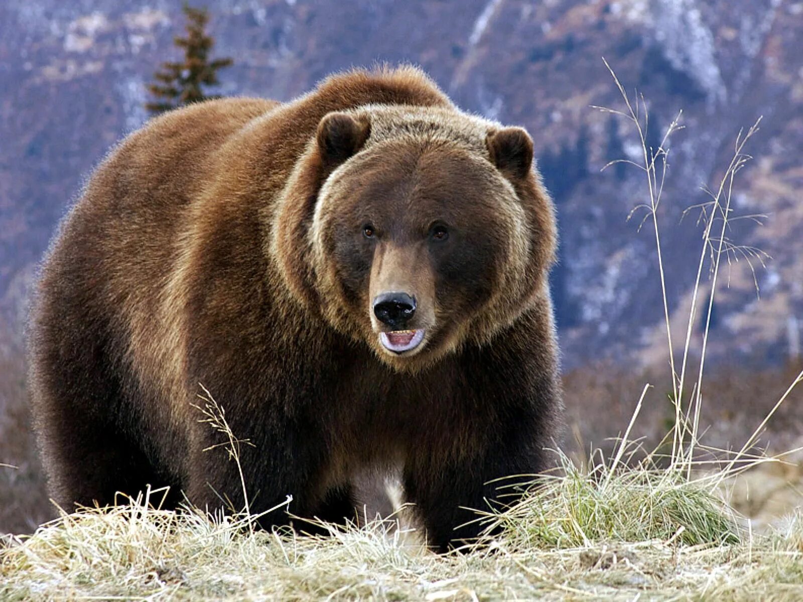 Bear s eye. Бурый Тяньшаньский медведь. Тянь-Шанский бурый медведь. Северная Америка медведь Гризли. Бурый медведь Гризли в Северной Америке.