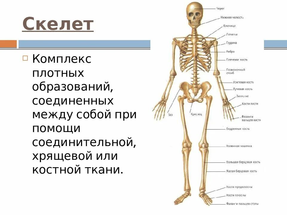 Система органов костная система. Классификация костей скелета человека анатомия. Классификация структур кости. Система костей человека скелет.