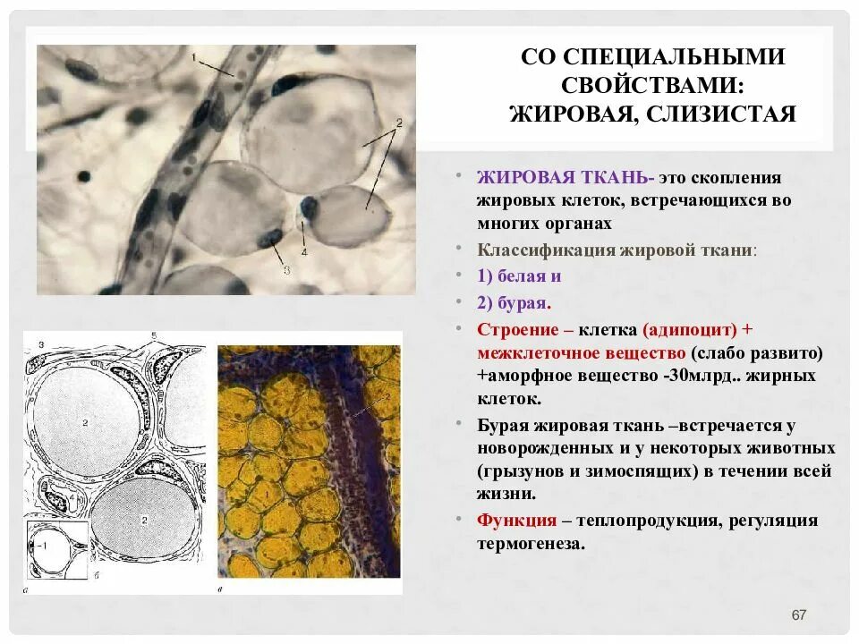 Жировая ткань является соединительной. Соединительная ткань жировая ткань строение и функции. жировая ткань характеристика. жировые клетки соединительной ткани. жировая соединительная ткань строение и функции.