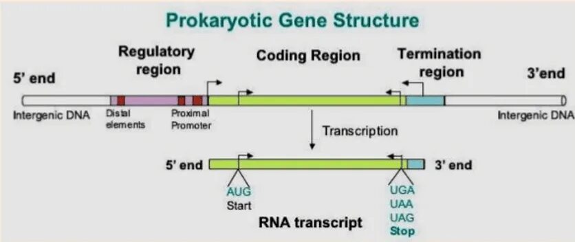 Gene structure. Prokaryotic Gene structure. The structure of prokaryotic Genes: coding sequence and promoter.. Eukaryotic Gene Structural structure. Ген паролей