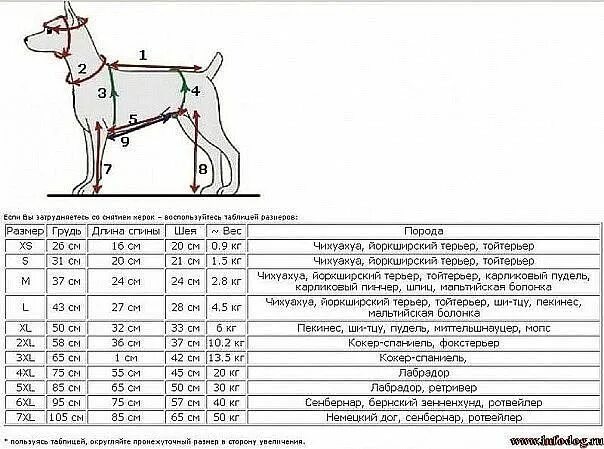 Сколько весит взрослый лабрадор. Мерки чихуахуа стандарт. Размерная сетка для собак мелких пород Цвергпинчер. Стандарт породы лабрадор ретривер по меркам. Размер щенка лабрадора по месяцам таблица.