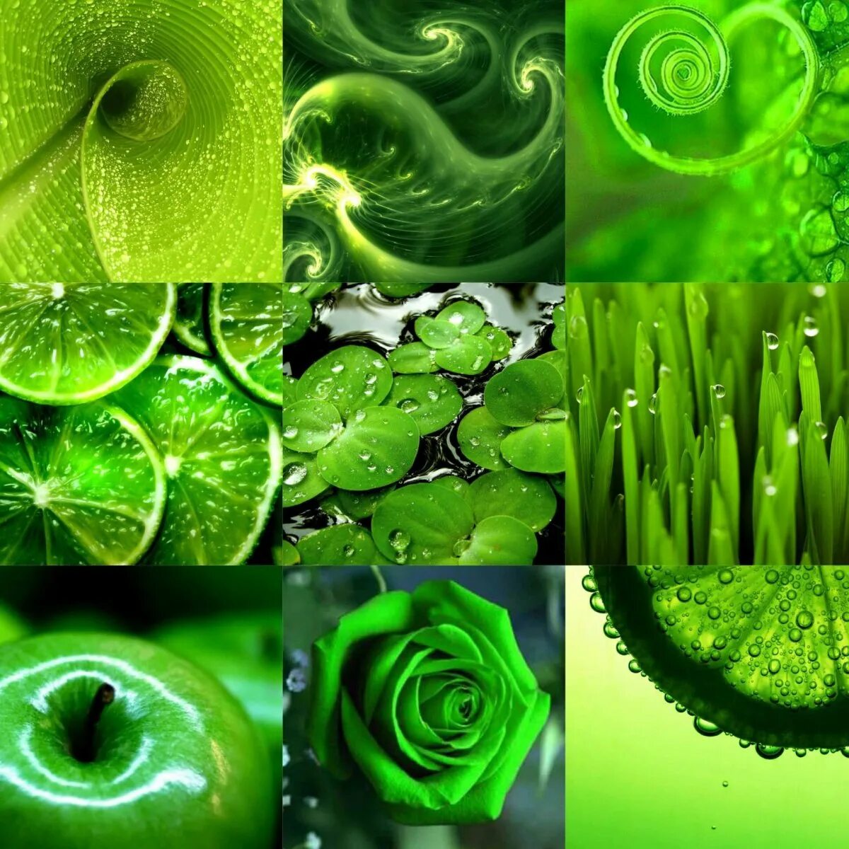 5 предметов зеленого цвета. Красивый зеленый цвет. Красивые зеленые растения. Зеленые обои. Красивые зелёные картинки.
