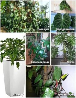 Ароидные комнатные растения это какие растения
