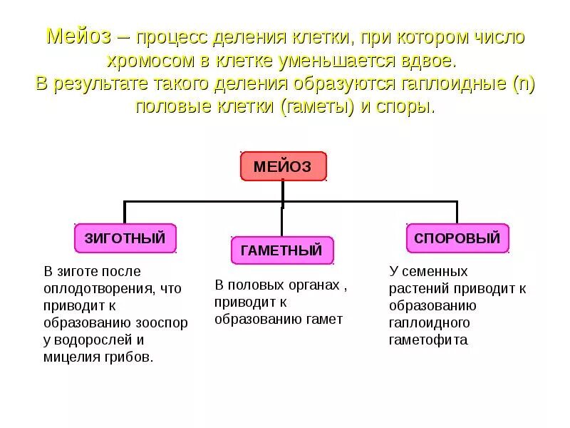 Типы деления клеток 3 типа. В результате какого деления образуются половые клетки. Укажите Тип деления половых клеток. Деление клеток в результате которых образуются гаметы. Половые клетки образуются в результате.