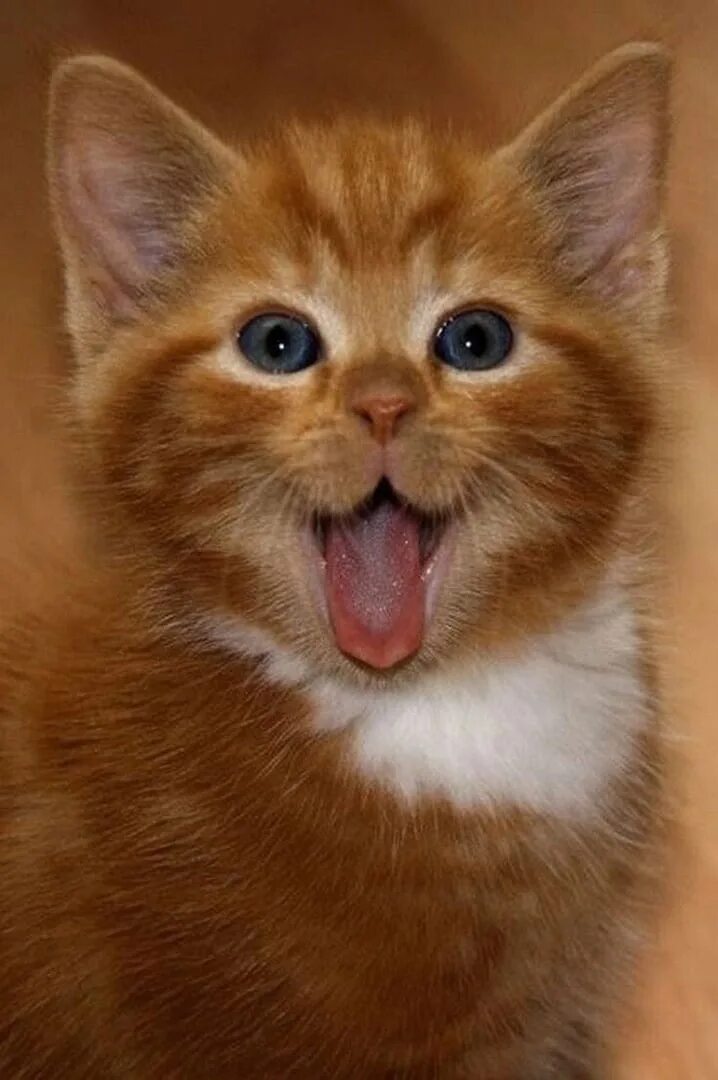 Киски показывают язык. Смешные котята. Котик улыбается. Милые коты. Милый котик.