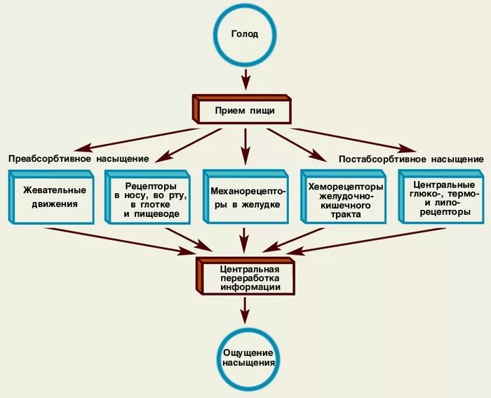 Физиологические механизмы аппетита, голода и насыщения. Схема механизмов голода и насыщения. Физиологические механизмы насыщения.. Механизмы формирования состояний голода и насыщения. Как работает голод