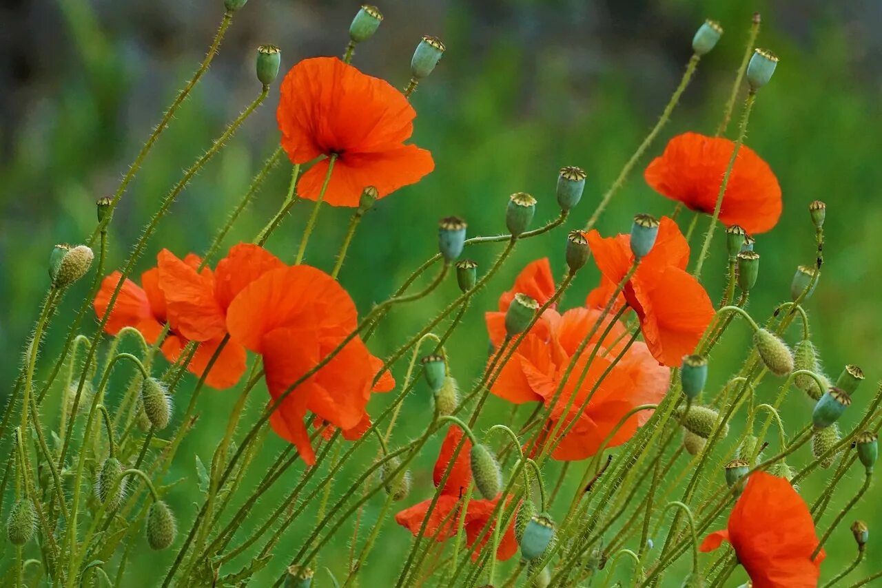 Мак Papaver Cardinal. Мак голостебельный желтый. Мак-самосейка; Мак павлиний; Мак голостебельный;. Мак Альпийский голостебельный. Corn poppies