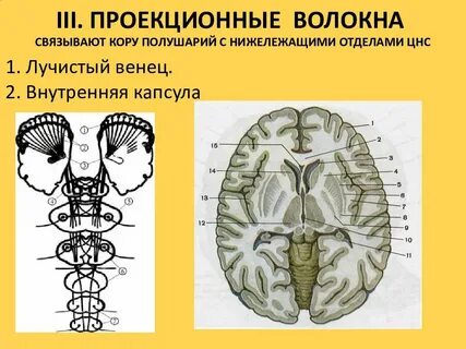 Передняя ножка