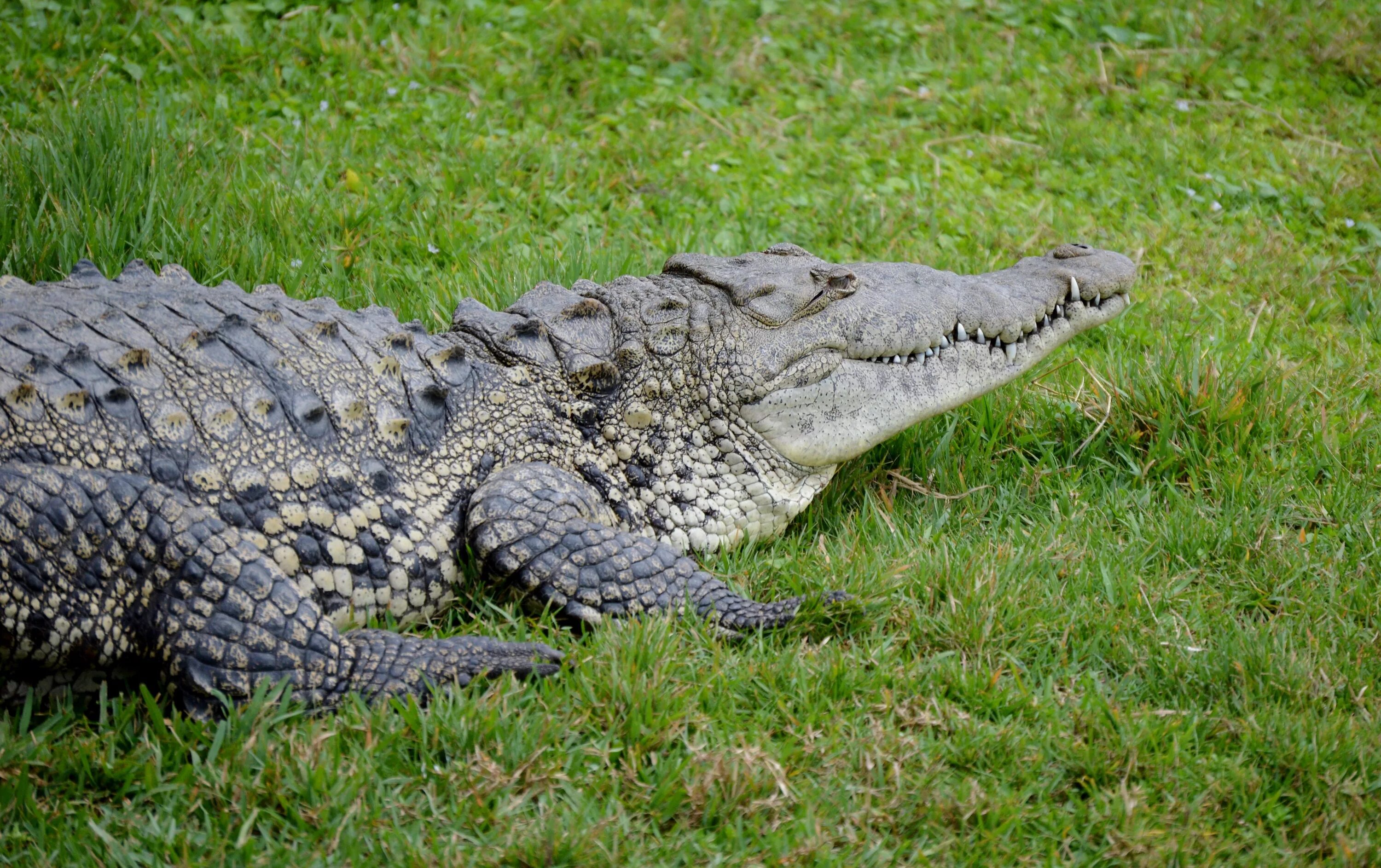 Американский острорылый крокодил. Африканский острорылый крокодил. Острорылый крокодил[1] (Crocodylus acutus). Миссисипский Аллигатор. Миссисипский аллигатор отряд