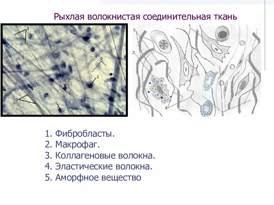 Макрофаги фибробласты. Рыхлая волокнистая неоформленная соединительная ткань. рыхлая волокнистая соединительная ткань гистология. рыхлая неоформленная соединительная ткань препарат. макрофаги рыхлой волокнистой соединительной ткани.