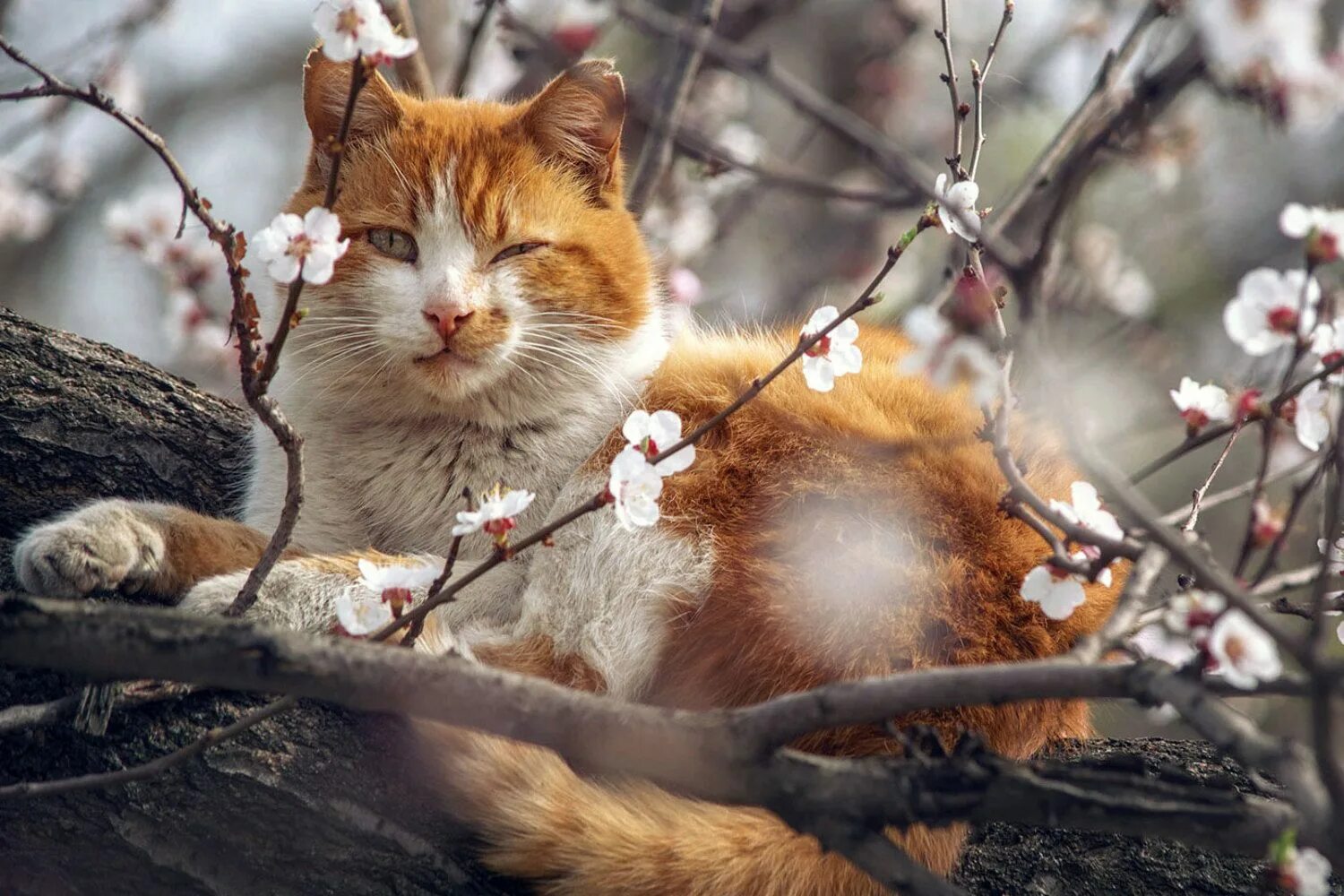 Доброе утро апрель кот. Мартовские котики. коты весной. весенние рыжие коты.