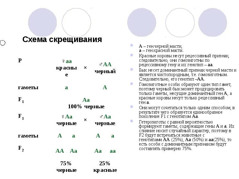 Генотип чистопородного. Моногибридное скрещивание схема скрещивания. Моногибридное скрещивание рецессивный признак. Скрещивании гомозиготных моногибридное скрещивание. Рецессивный генотип пример.