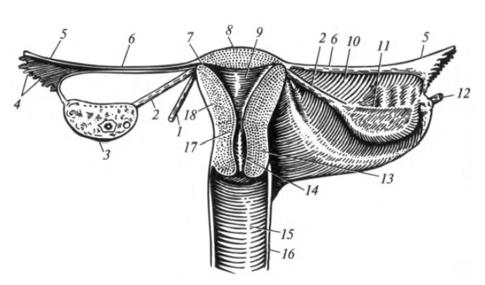 Перешеек матки анатомия. Матка яичники трубы анатомия. Женская половая система анатомия внутренние органы перешеек матки. Бахромки маточной трубы анатомия.