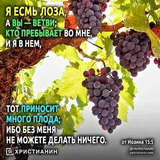 Ев лоза