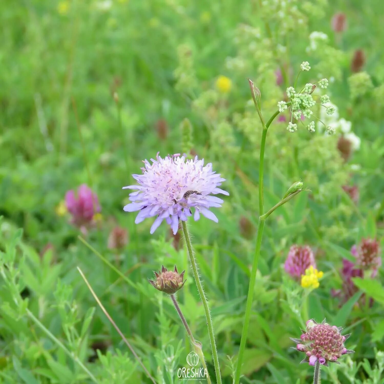 Короставник фото. Короставник полевой (Knautia arvensis). Скабиоза (короставник полевой). Короставник Луговой. Короставник обыкновенный.