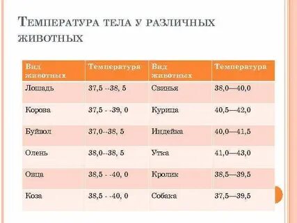 Температура у собак норма