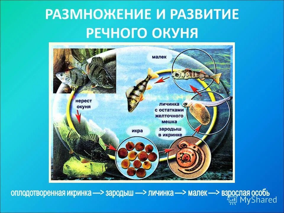 Размножение и развитие 8 класс