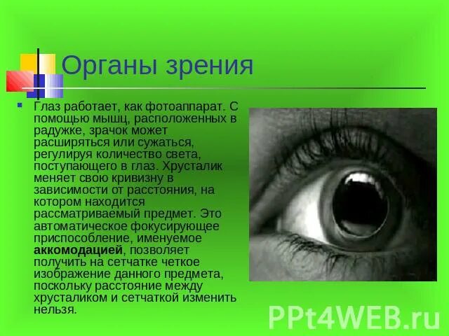 Как работает глаз. Регулирует количество света поступающего в глаз. Что регулирует количество света поступающего в глаз через зрачки.