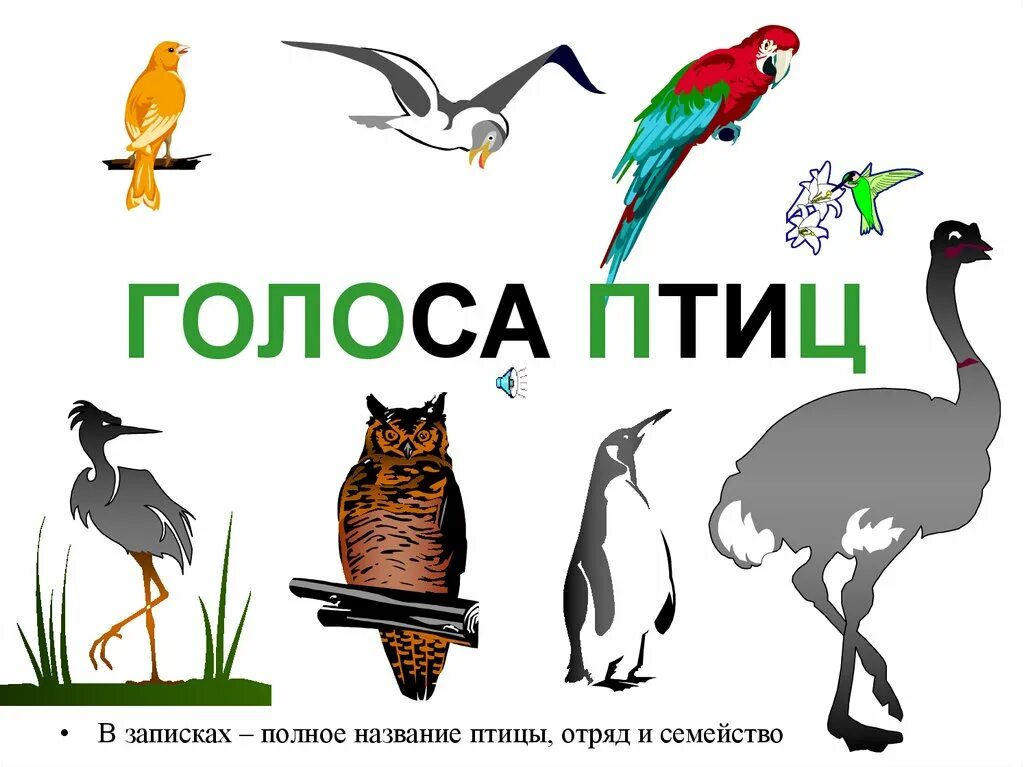 Голоса птиц словами. Голоса птиц. Узнай птицу по голосу. Аудиозапись голоса птицы. Как разговаривают птицы и звери.