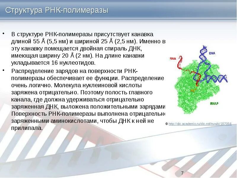 Рнк полимераза в транскрипции. Структура рнк полимеразы. рнк полимераза строение. состав рнк полимеразы. строение и функции рнк полимеразы.