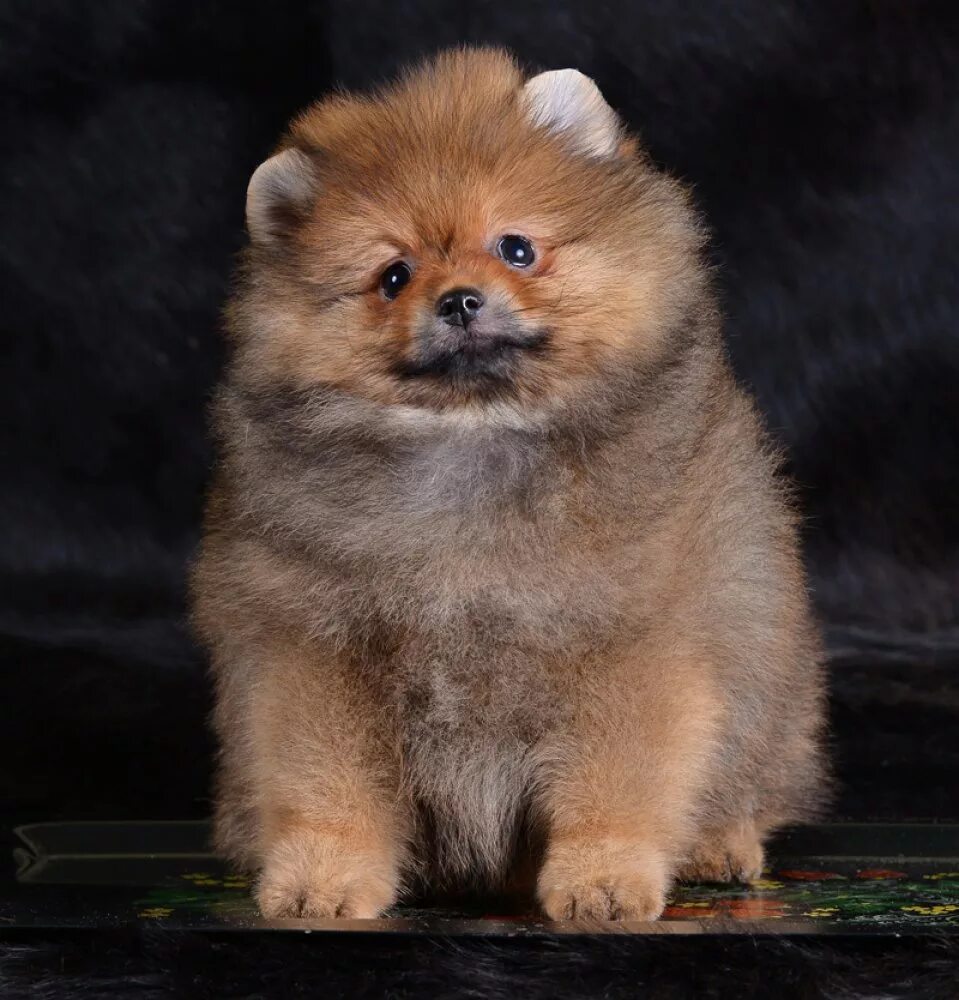 Медвежонок и щенок кавказской овчарки. Питомник померанских шпицев. Тюменский питомник собак. Питомник для животных. Питомник собак.