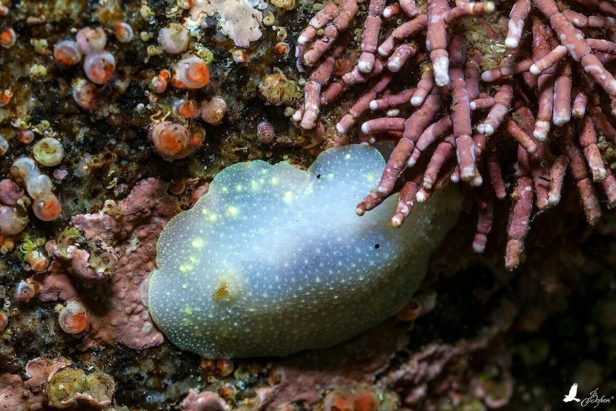 Заднежаберные моллюски. Заднежаберные морской СЛИЗЕНЬ. Моллюск Cadlina laevis. Заднежаберные моллюски представители.