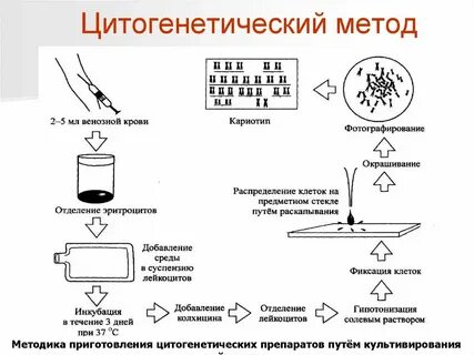 Цитогенетический метод генетики человека