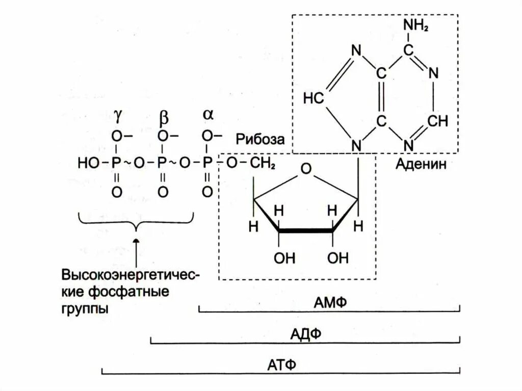 Атф групп. Макроэргические соединения АТФ. Высокоэнергетические фосфаты. Цикл АТФ-АДФ.. Макроэргические связи в молекуле АТФ.