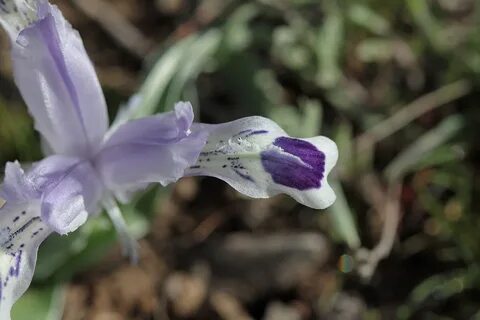 File:Juno kuschakewiczii petal.jpg - Wikimedia Commons.