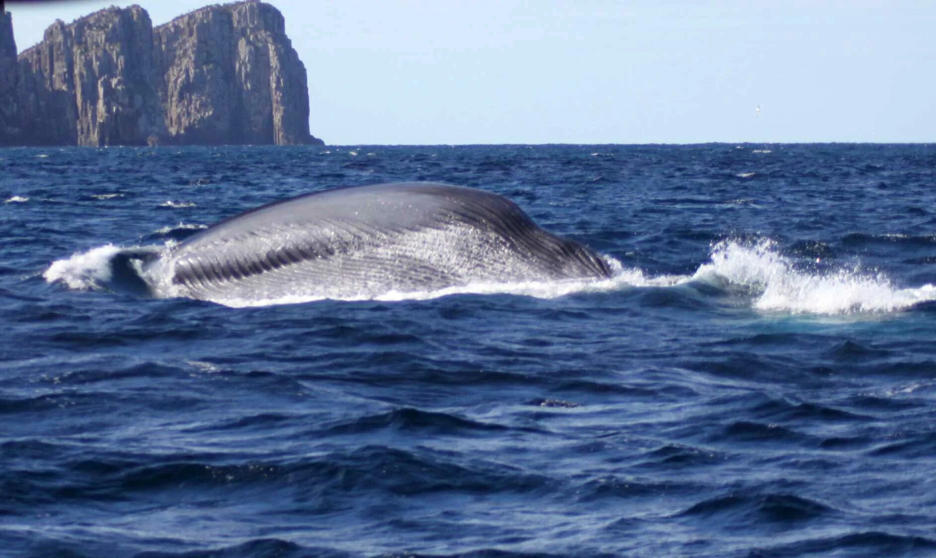 Фото переводчик кита. Сейвал. Полосатый кит. Кит издалека. Самый большой сейвал в мире.