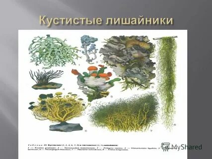 Чем отличаются лишайники от растений и животных