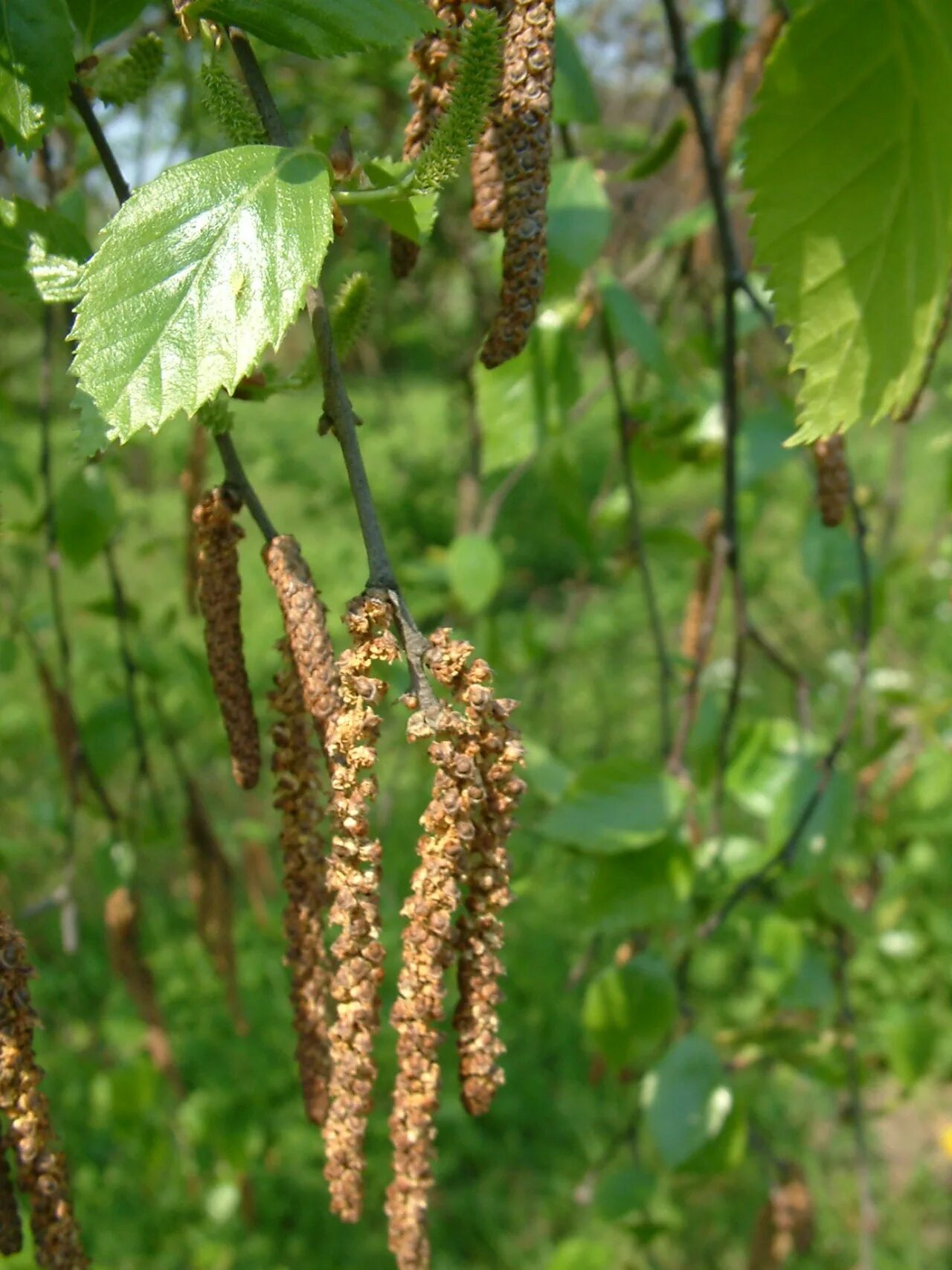 Деревья с сережками названия и фото. Берёза Радде. Betula raddeana. Береза Даурская (Betula dahurica). Betula pamirica.