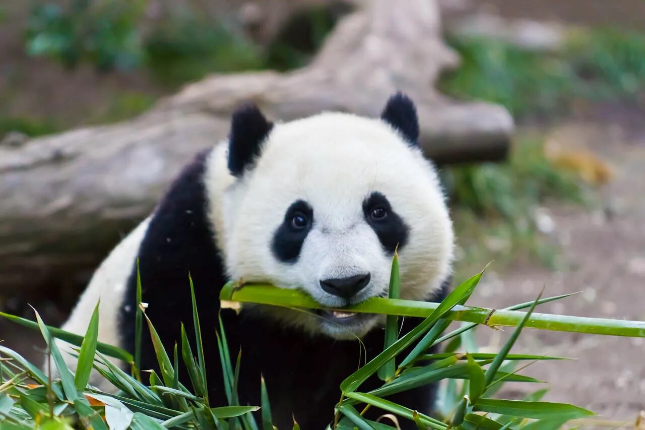 Pandas animals