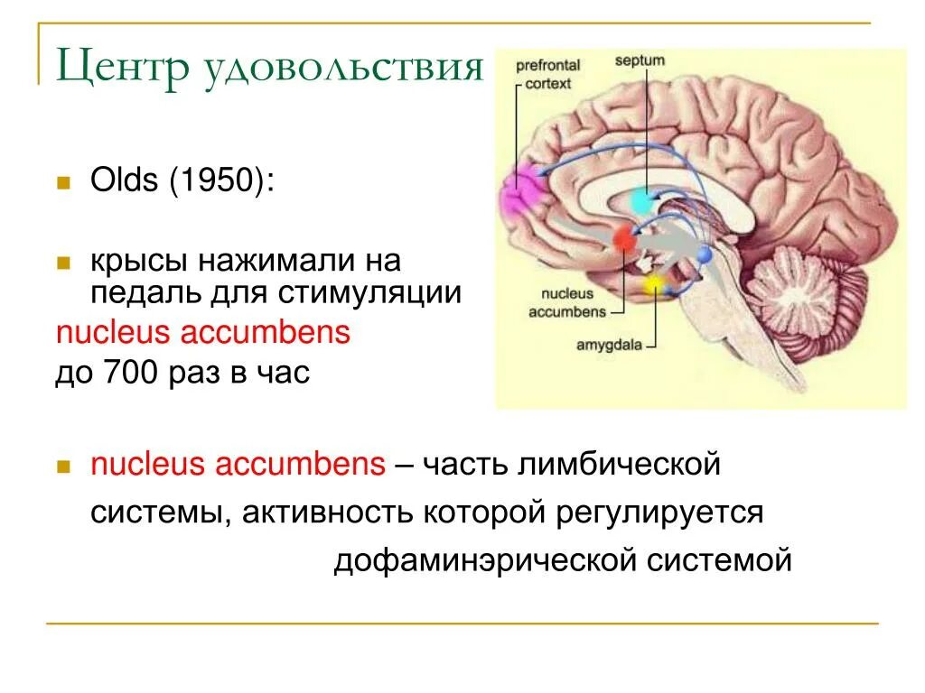 Где располагается центр. Центры удовольствия в мозге. зона удовольствия в мозге. центр удовольствия в головном мозге. центр удовольствия в головном мозге где находится.