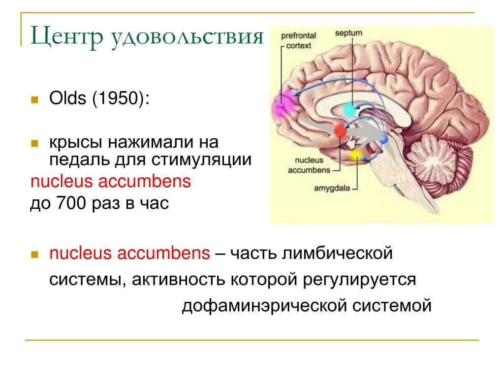 Зона удовольствия. Центры удовольствия в мозге. Зона удовольствия в мозге. Центр удовольствия в головном мозге человека. Центр боли и удовольствия в мозге.