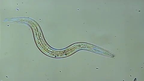 В каком состоянии находится нематода panagrolaimus kolymaensis