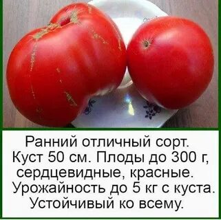 Томат лентяйка описание сорта фото отзывы