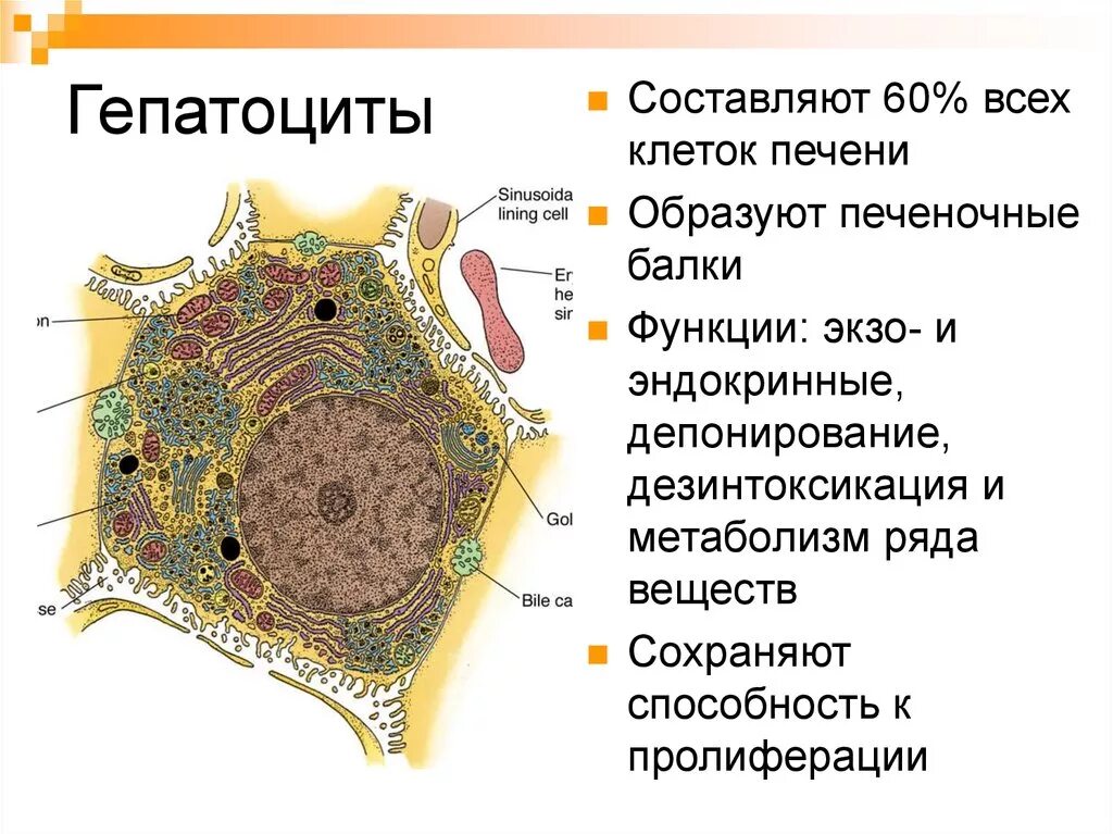 Клетки печени вырабатывают. Строение гепатоцита гистология. Структура клеток печени. Строение печеночной клетки. Гепатоцит строение гистология.