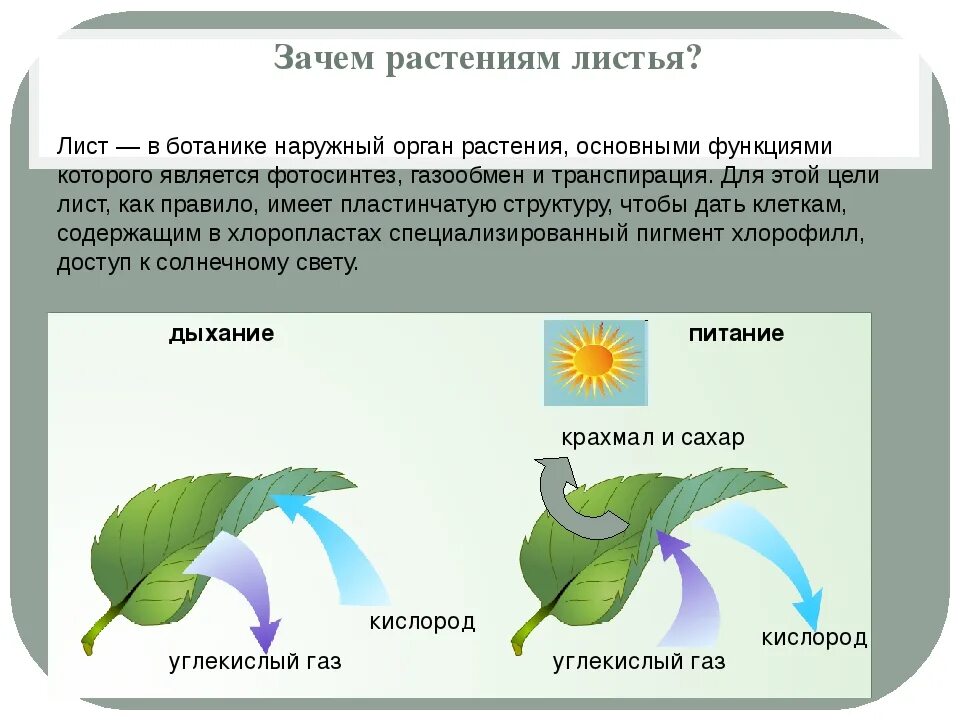 В результате дыхания растений выделяется. Процесс дыхания растений. Схема процесса дыхания растения. В процессе дыхания растения поглощают. Дыхание растений происходит.