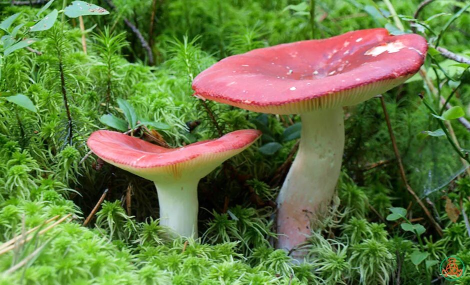 Есть гриб сыроежка. Сыроежка (Russula). Сыроежка съедобные грибы. Съедобный гриб Болотная сыроежка. Гриб сыроежка Болотная.