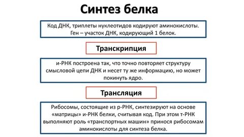 Код белка