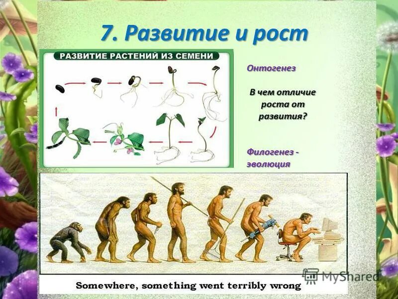 Отличие роста от развития. Филогенез Эволюция. Свойства живых организмов Эволюция. Рост и развитие человека.