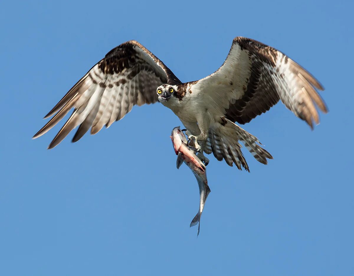 Скопа красная книга. Скопа (Pandion haliaetus). Птица рыболов Скопа. Хищная птица рыболов Скопа. Скопа (Pandion haliaetus l.).