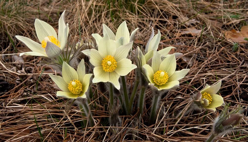 Сон трава прострел обыкновенный. Пульсатилла весенняя сенсация. Пострел. Пострел. Прострел весенний сон-трава.