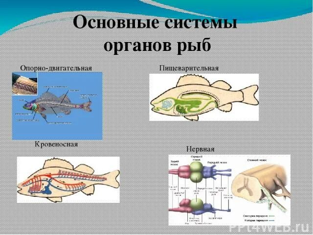 Скелет костной рыбы 7 класс биология. Внутреннее строение костной рыбы скелет. Таблица внутреннее строение рыб 7 класс биология. Скелет рыбы строение. Внутреннее строение рыб опорно двигательная система.