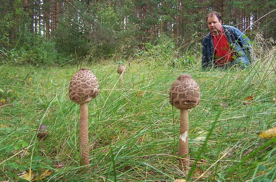 Шагая по лесу опытный грибник егэ. Костюм грибника. Нива для грибников. Костюм грибника от клещей. Картинки грибник с посохом