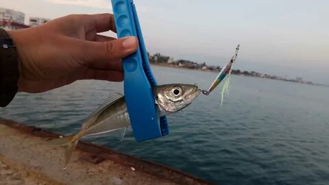 Пилькер на черном море с берега
