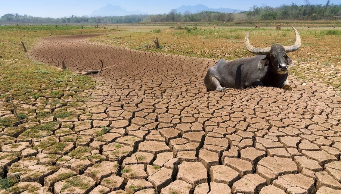 Засуха животные. Сахель земледелие. Животные Африки засуха.